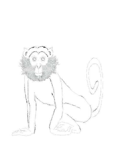 Monkey Zodiac Sign